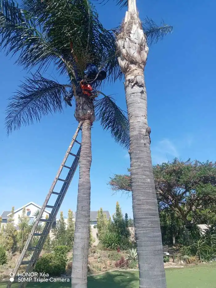 Palm tree cutting and felling, Pretoria East